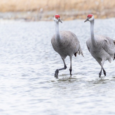 DSC2602-SandhillCranes_KarenEdwards