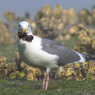 DSC7708-gullmidshipman