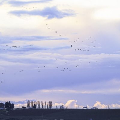 Sandhill cranes and snow geese fly in by the thousands at Scooteny Reservoir, Washington, USA.