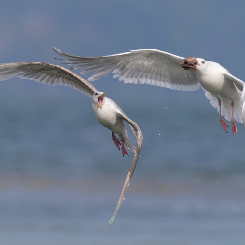 20250611-_DSC7682_Edit-Editedit