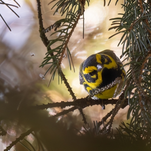 DSC3850-TownsendWarbler-copy