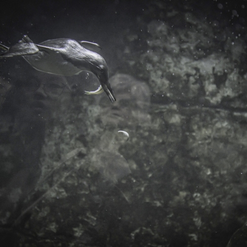 DSC_1149-marbledmurrlet-copy