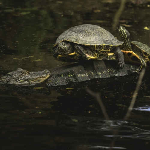 KarenEdwards_DSC_0250