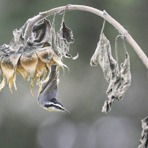 KarenEdwards_DSC_5850