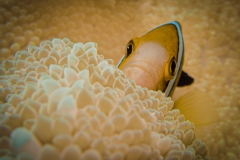 anemonefish