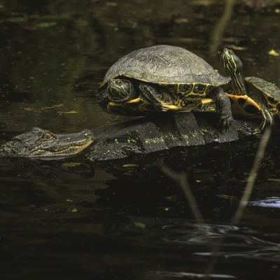 DSC0250-alligatorswamp
