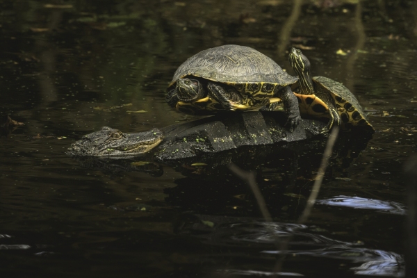 DSC0250-alligatorswamp