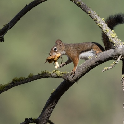 DSC0851-squirrel