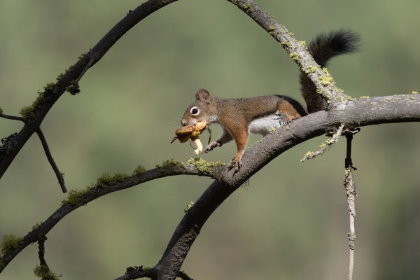 DSC0851-squirrel