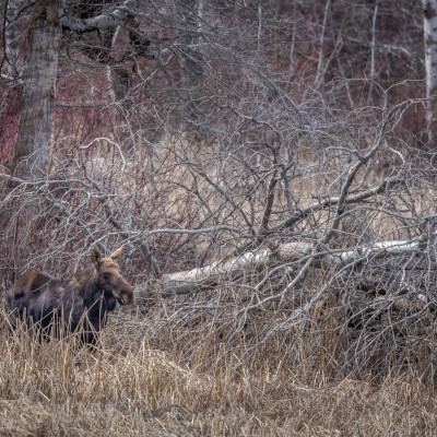 DSC5345-moose