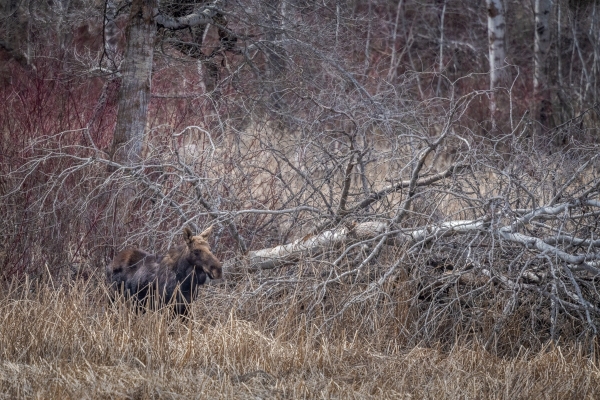 DSC5345-moose