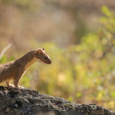DSC6232-weasel
