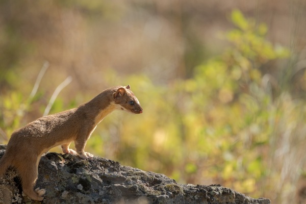 DSC6232-weasel