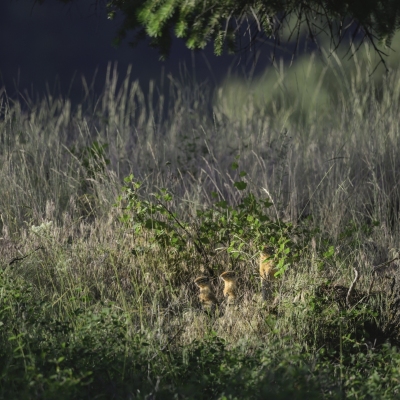 DSC6391-WAgroundsquirrel