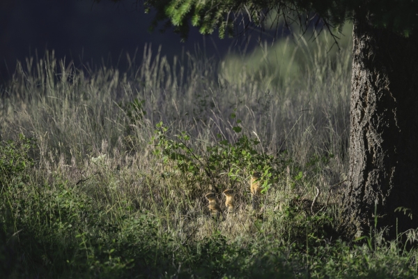 DSC6391-WAgroundsquirrel