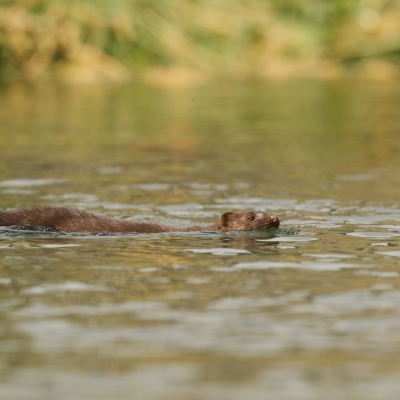 DSC7737-mink