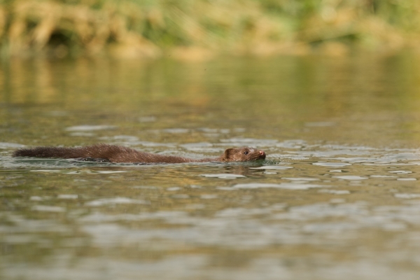 DSC7737-mink