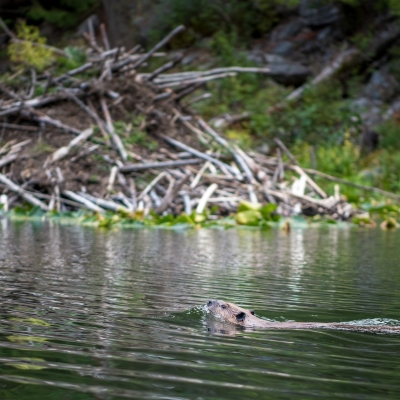 DSC9982-beaver