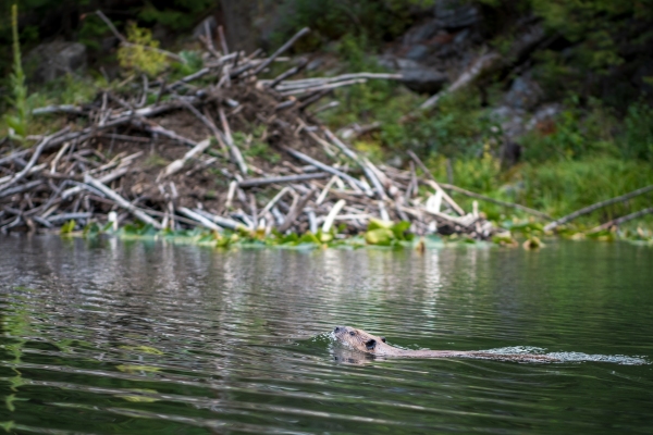 DSC9982-beaver
