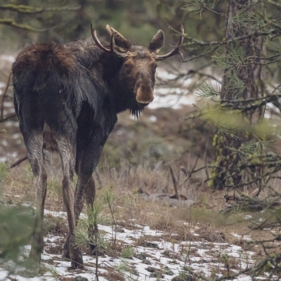 DSC_1647-moose