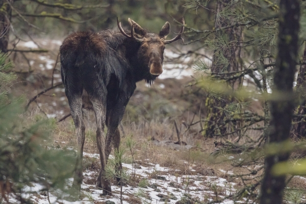 DSC_1647-moose