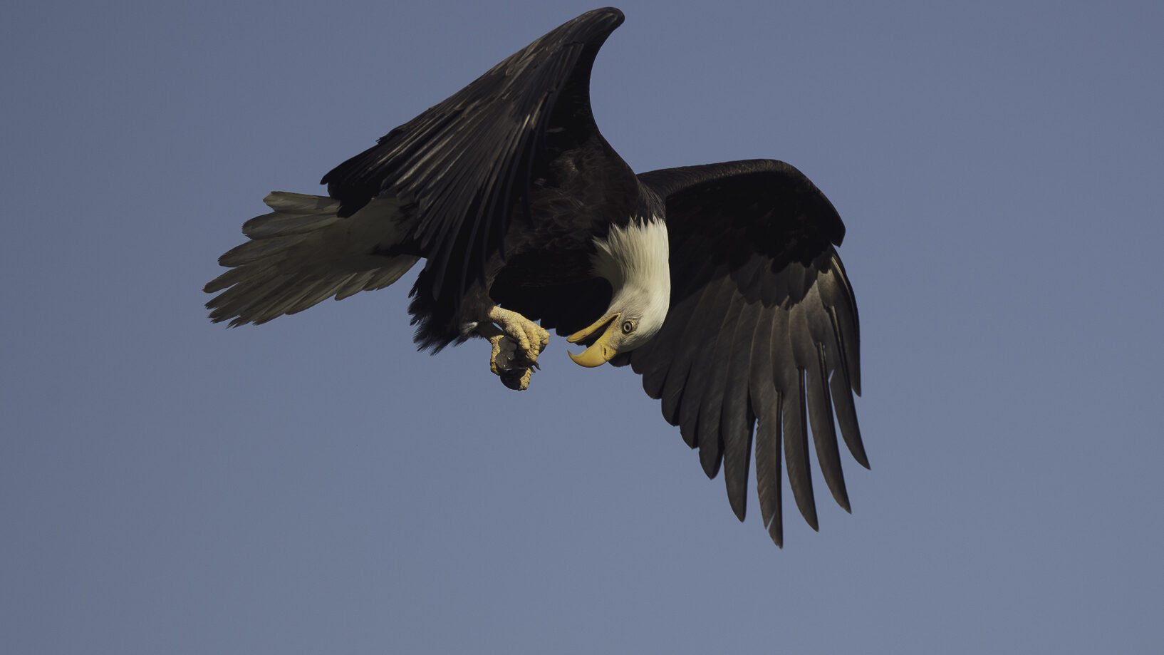 American Bald Eagle (Haliaeethus leucocephalus), Midshipman (Porichthys sp.)