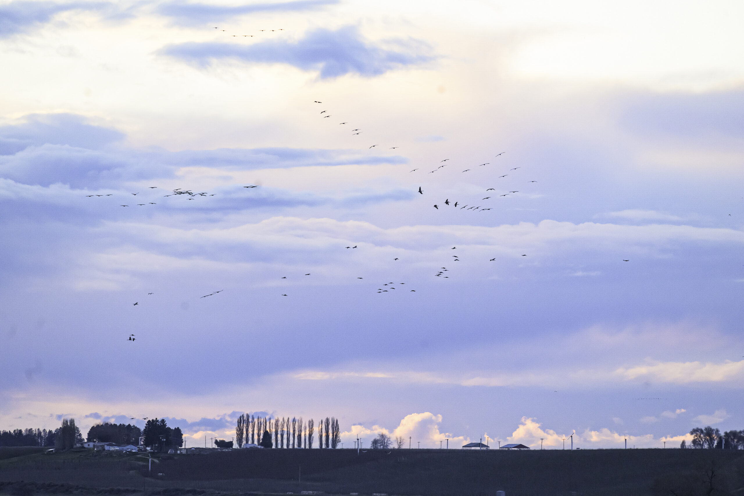 Sandhill cranes and snow geese fly in by the thousands to sleep in safety at Scooteny Reservoir, Washington, USA.