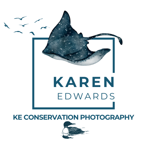 KAREN EDWARDS