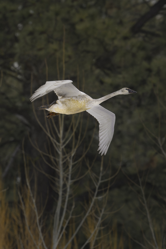 A juvenile Trumpeter swan (cygnus buccinator) in flight displays their rosy chest and orange feet. Eventually, their chest feathers will turn white and their feet will become black. 