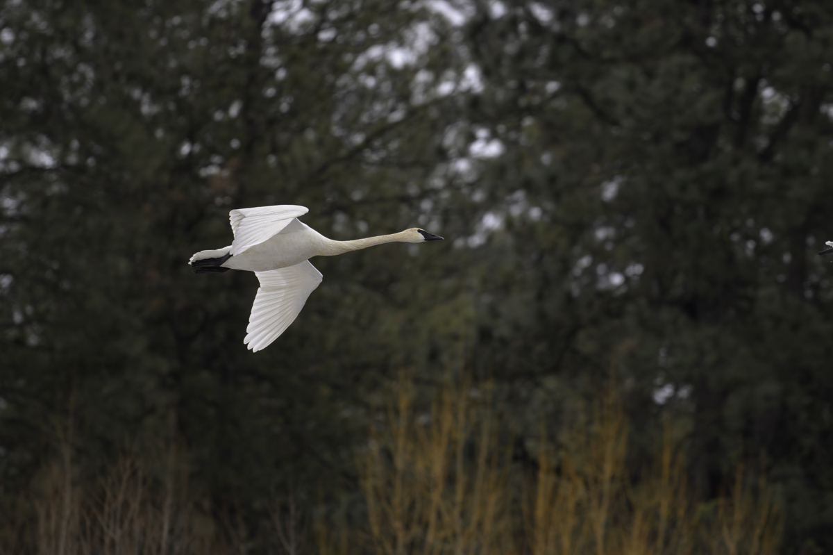 This adult Trumpeter swan (Cygnus buccinator) is preparing for a landing on a thawing pond at Turnbull National Wildlife Refuge in Cheney, Washington, USA. 