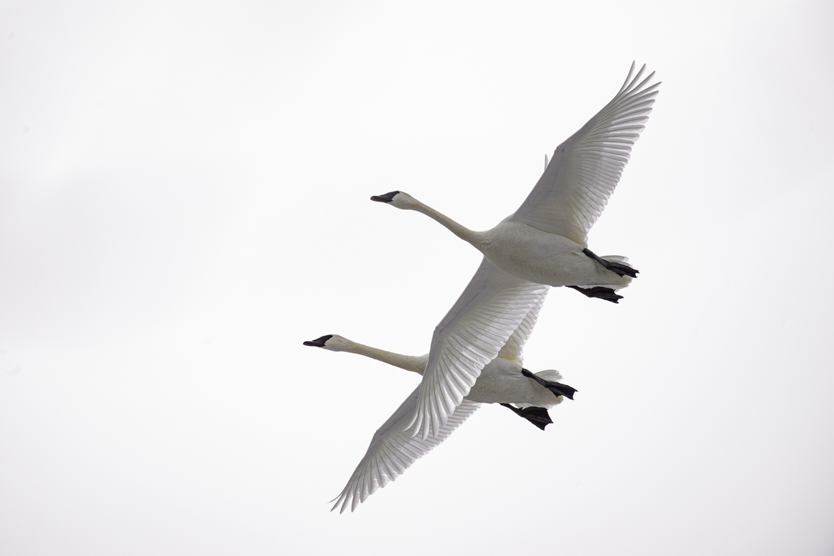 Two adult Trumpeter swans (Cygnus buccinator) fly overhead at Turnbull National Wildlife Refuge in Cheney, Washington, USA. 
