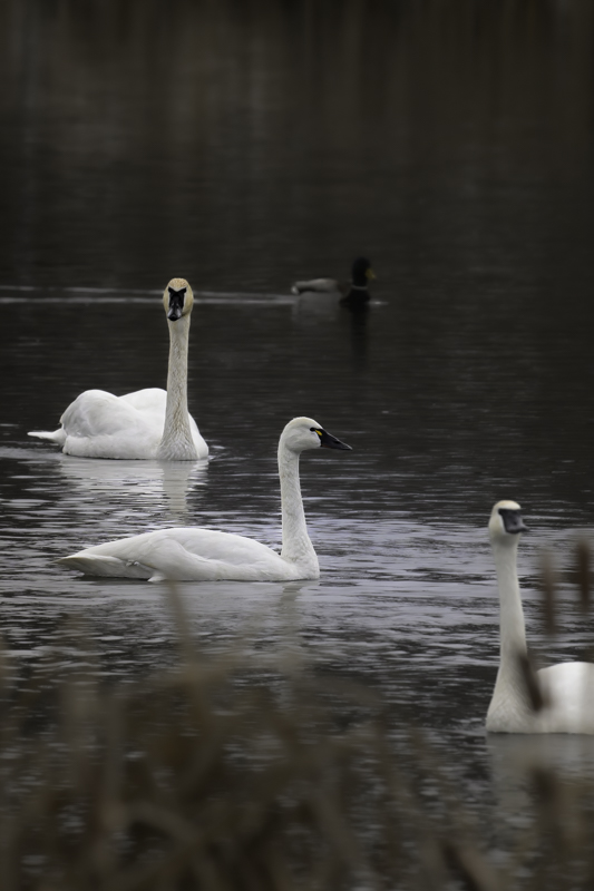 A Tundra swan (Cygnus columbianus) mingling with Trumpeter swans (Cygnus buccinator) and other waterfowl, such as mallards. There could be mutualism as the swans long necks are able to reach plants the other waterfowl are unable to reach. 