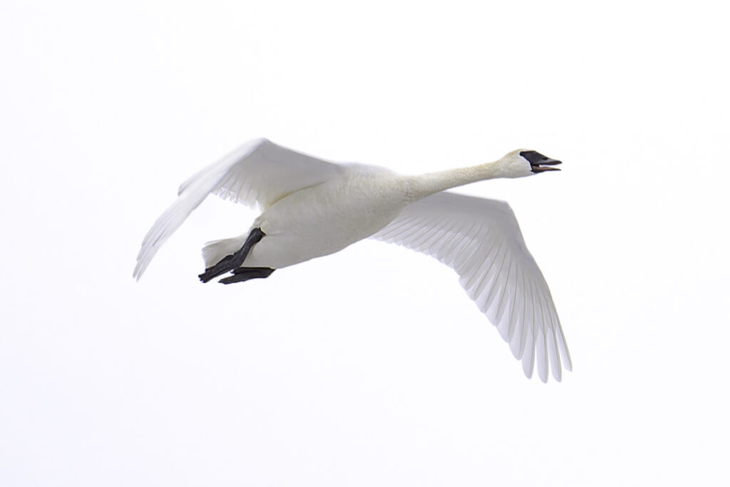 A mature Trumpeter swan (Cygnus buccinator) trumpeting to their flock waiting in a pond at Turnbull National Wildlife Refuge in Cheney, Washington, USA.