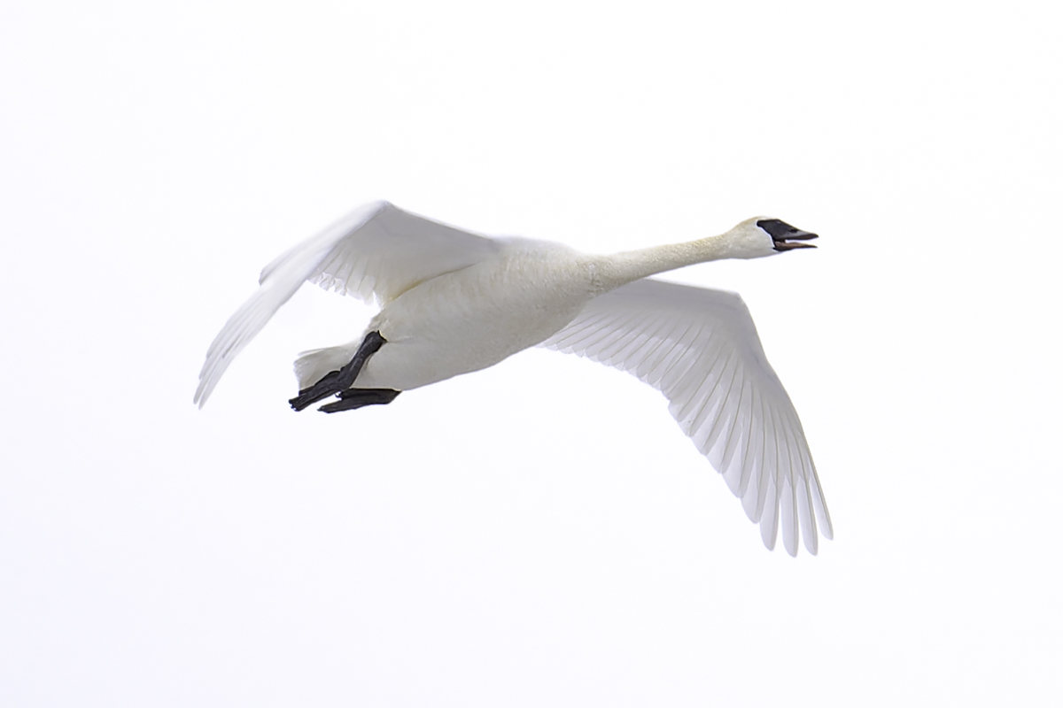 Witnessing Trumpeter Swans In the Wild Is A Conservation Triumph -- Now It's Our Turn To Act