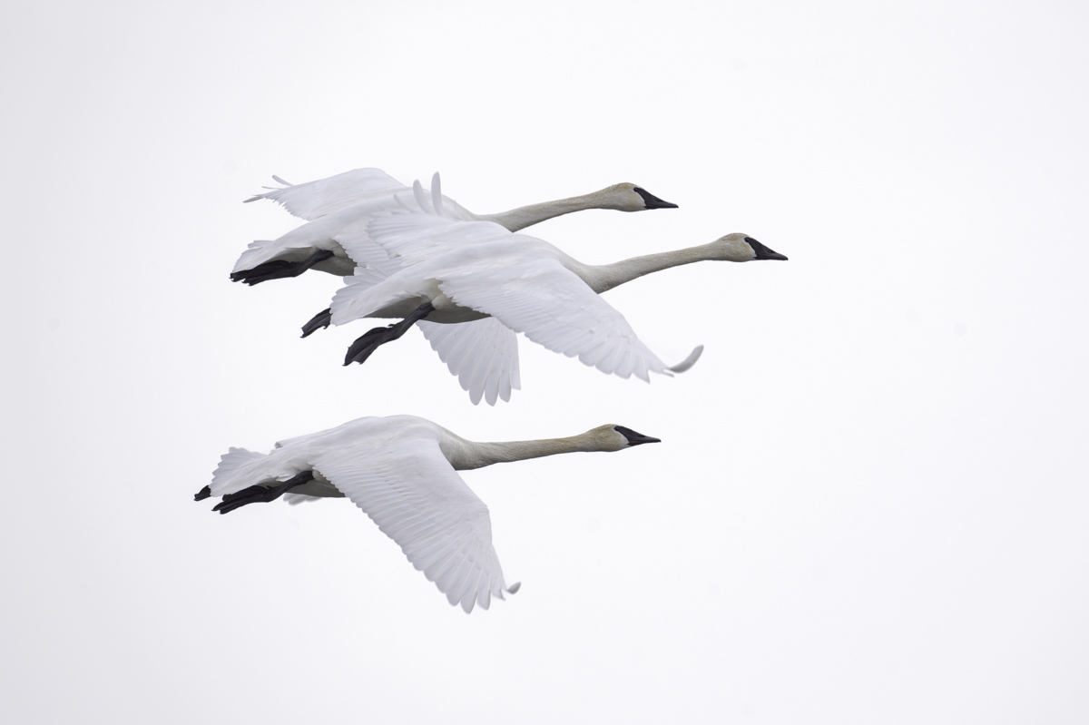 Three adult Trumpeter Swans (Cygnus buccinator) soar in the sky. 