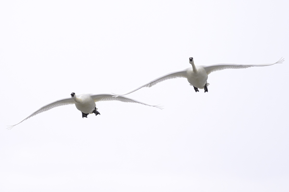 Two adult Trumpeter swans (Cygnus buccinator) prepare to land on a partially thawed lake in Turnbull National Wildlife Refuge, Cheney, Washington, USA.