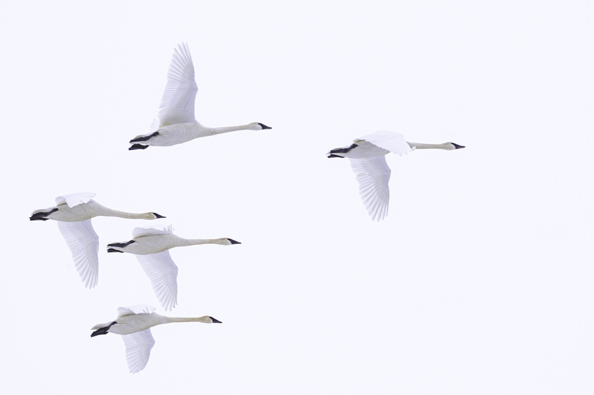 Five mature Trumpeter Swans (Cygnus buccinator) fly against a great sky. Example of high-key photography technique. 