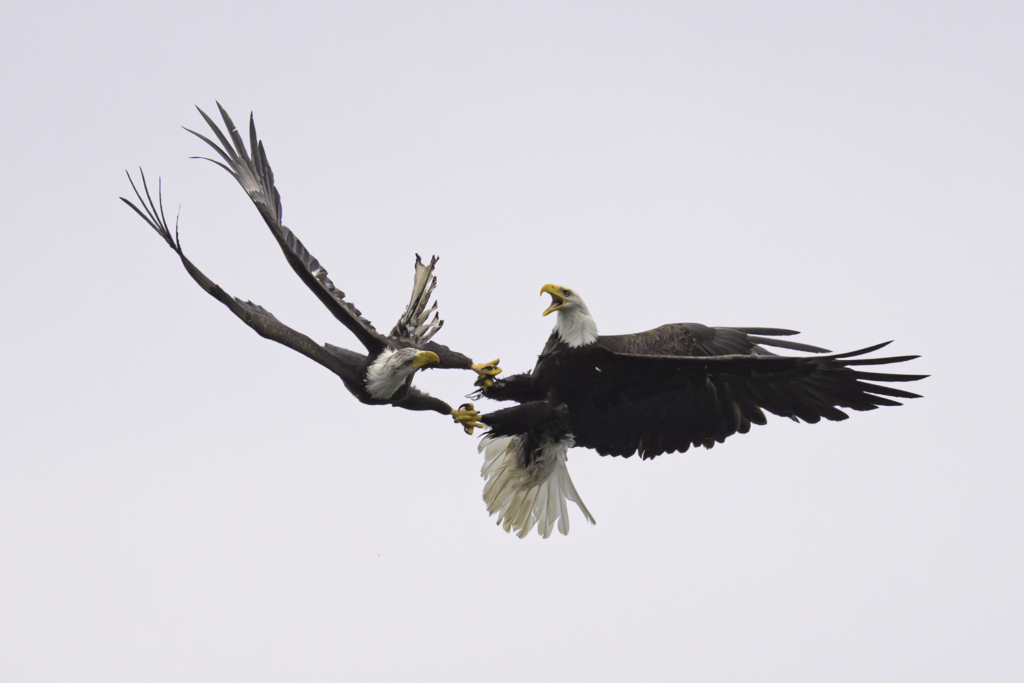 Mature Bald Eagles talons are locked mid-flight