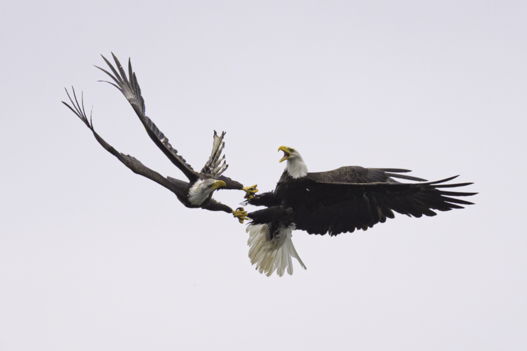 Mature Bald Eagles talons are locked mid-flight