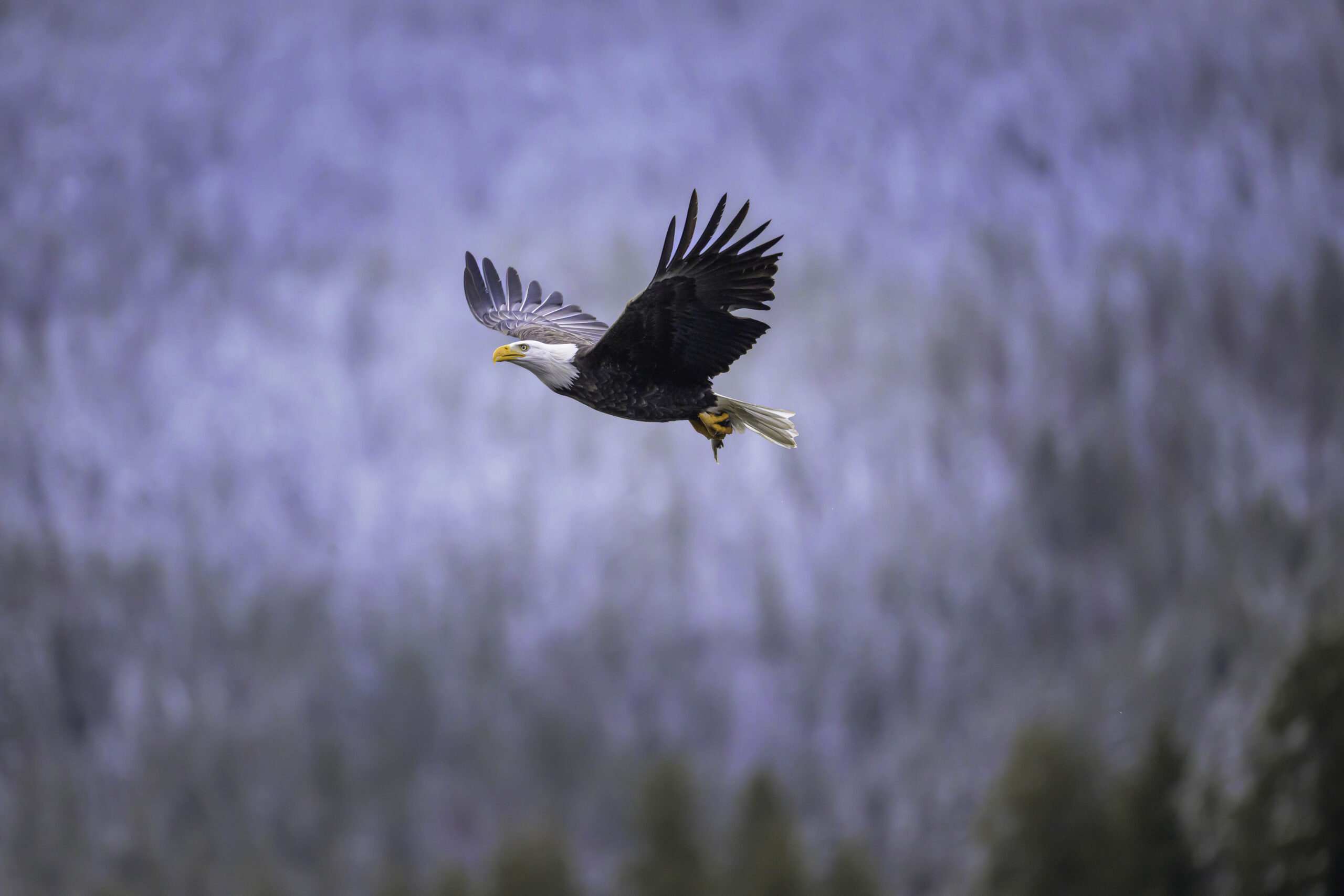 An adult Bald Eagle (Haliaeetus leucocephalus) flies over Lake Coeur d'Alene with a kokanee salmon in their talons.