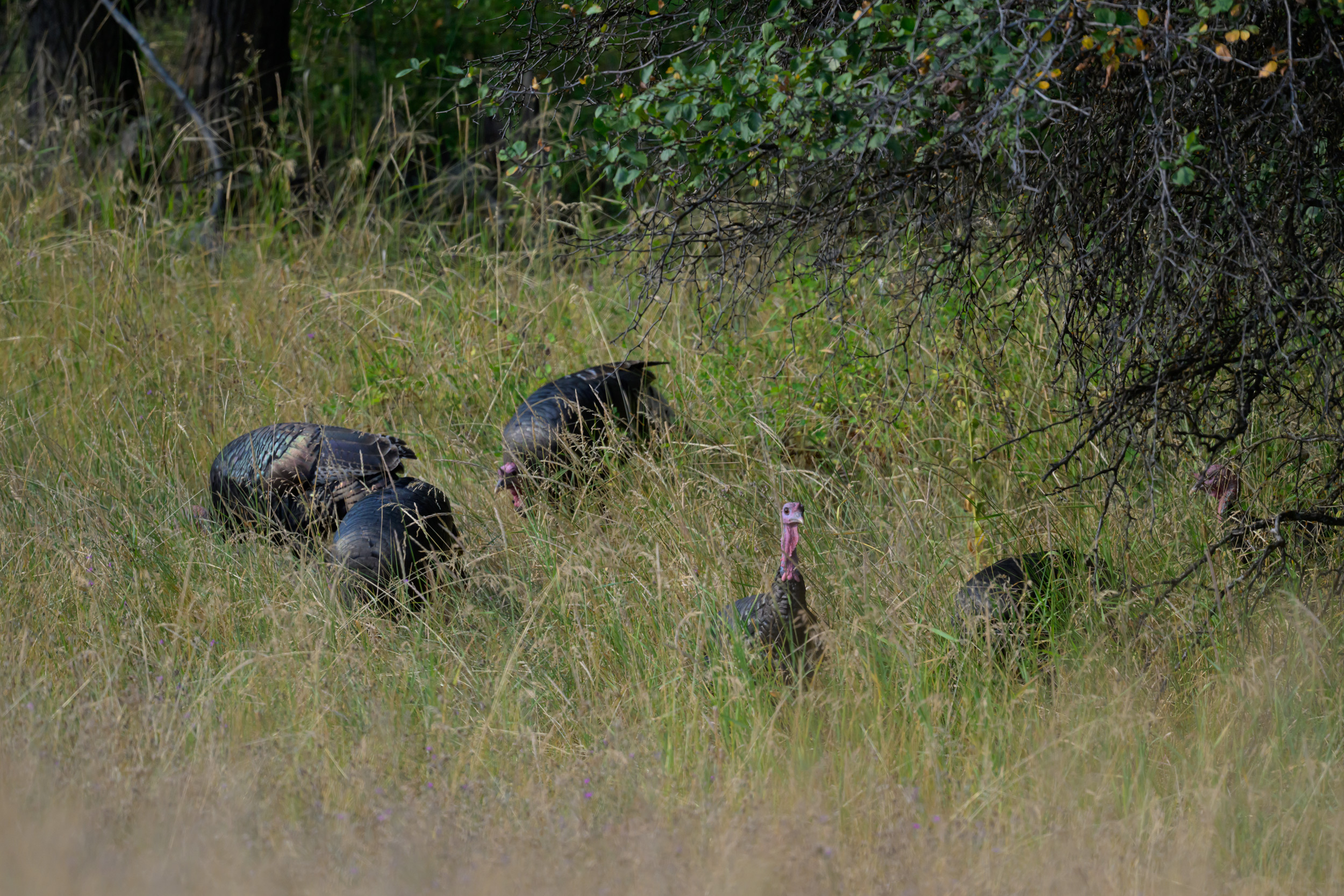 A Merriam's Wild Turkey (Meleagris gallopavo 'merriami') looks up from their foraging to search for predators on a ranch in Republic, Washington.