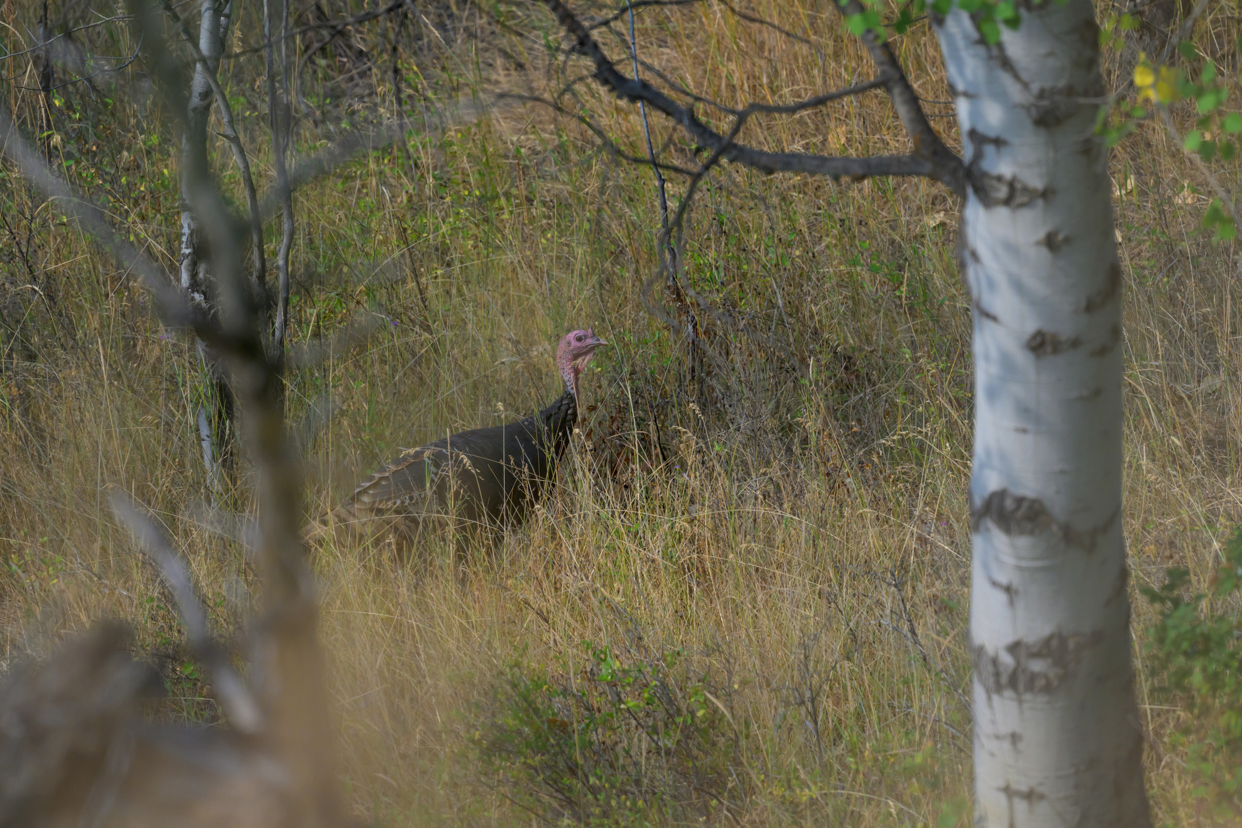 A Merriam's Wild Turkey (Meleagris gallopavo 'merriama') walks through tall grass at the base of an aspen grove on a ranch in Republic, Washington.