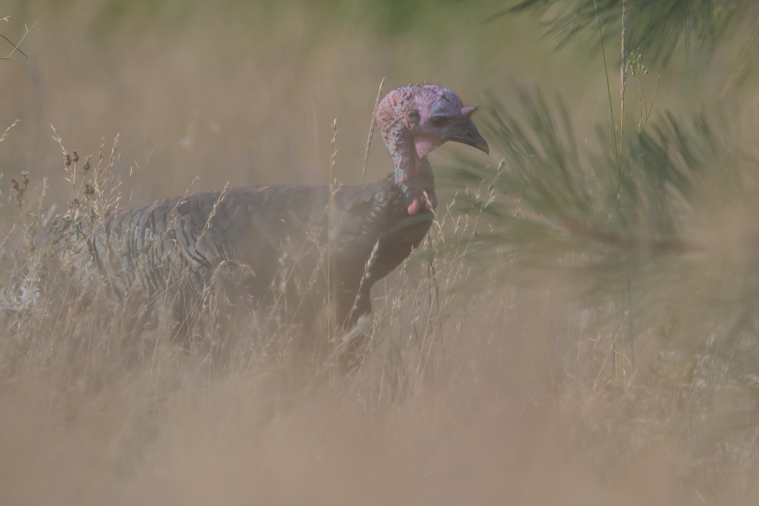 A Jake, male Merriam's Wild Turkey (Meleagris gallopavo 'merriami') forages on a ranch in Republic, Washington for seeds and insects. 