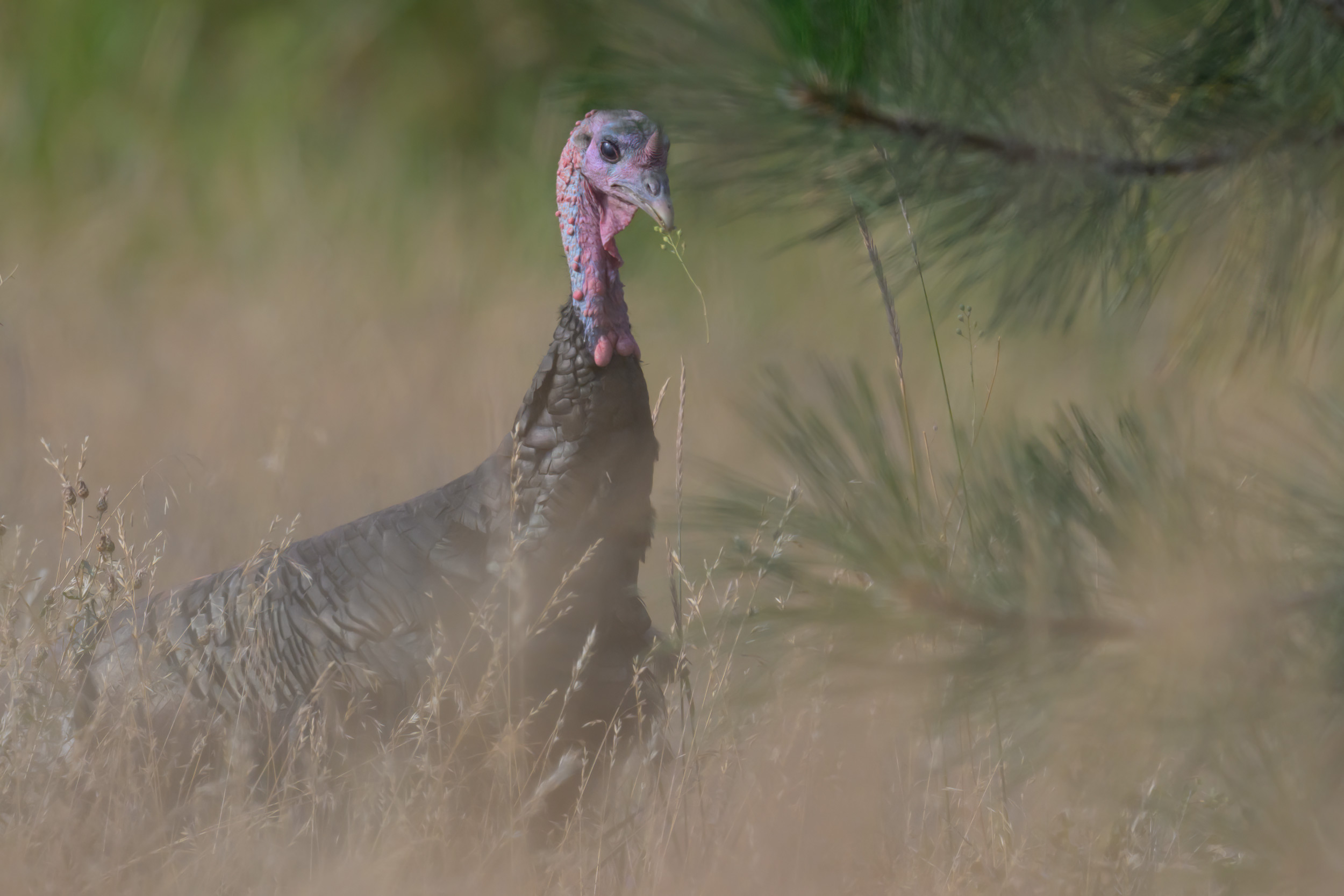 A young Jake (Male) Merriam's Wild Turkey (Meleagris gallopavo 'merriami') tries different seeds on a ranch in Republic, Washington. 