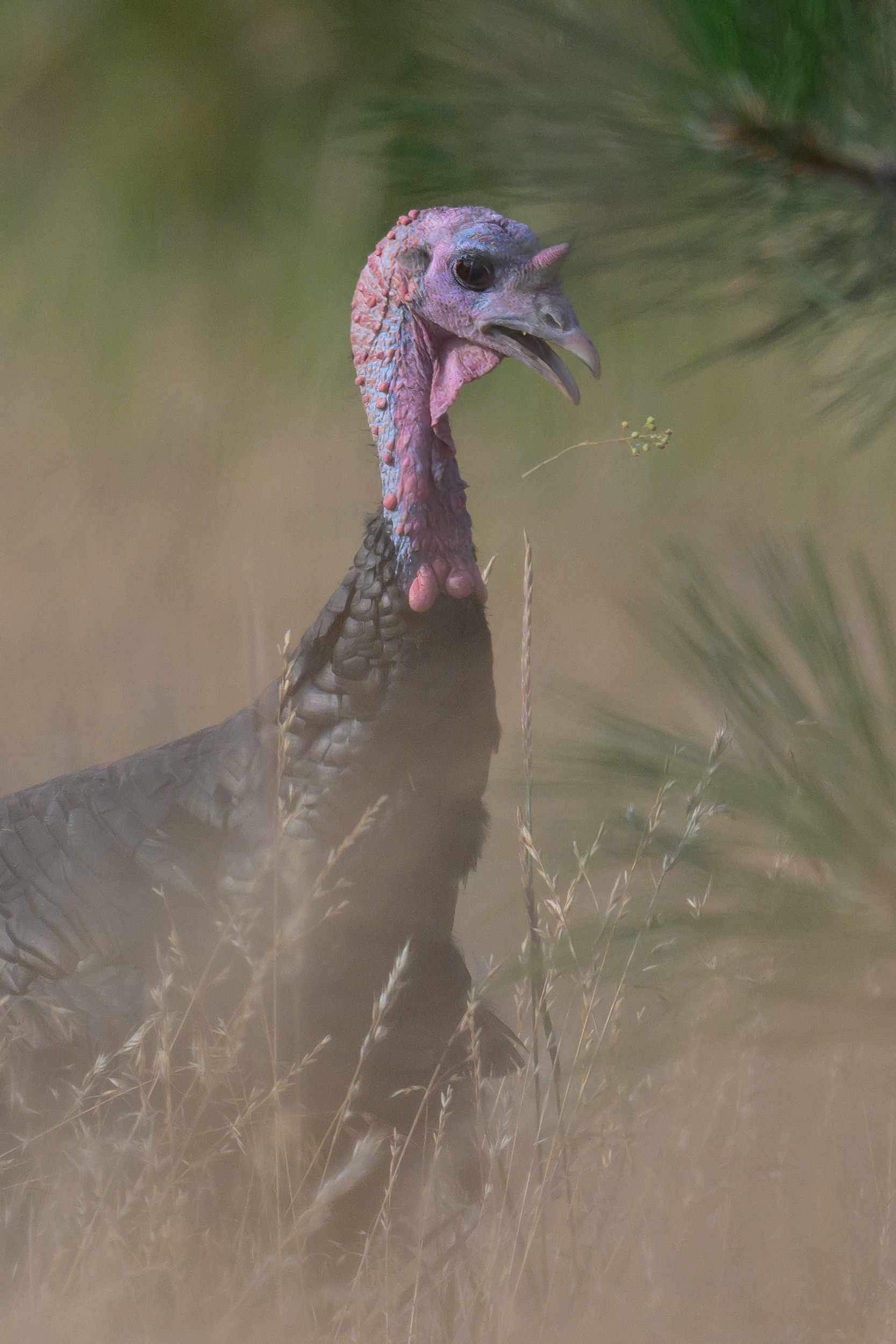 A young Jake (Male) Merriam's Wild Turkey (Meleagris gallopavo 'merriami') decides it's not the plant they were hoping it was on a ranch in Republic, Washington.