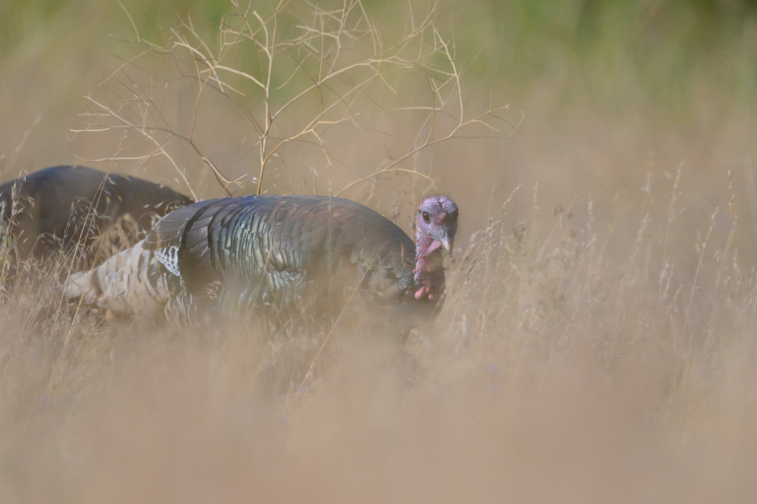 A young Jake (Male) Merriam's Wild Turkey (Meleagris gallopavo 'merriami') looks for seeds and insects on a ranch in Republic, Washington.