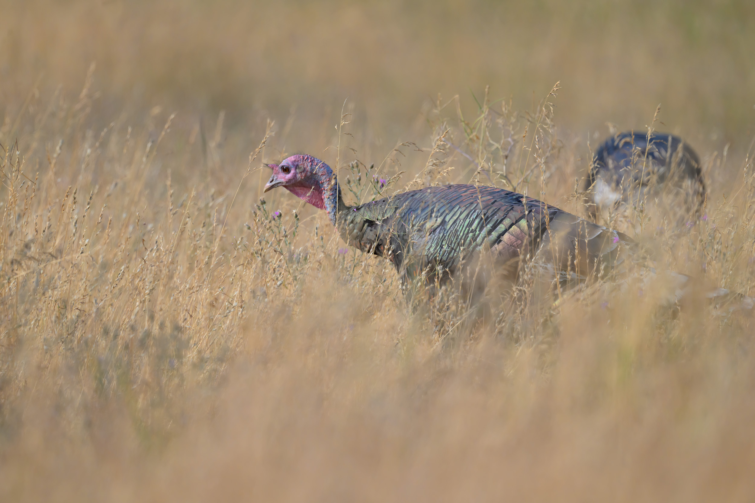 A young Jake (Male) Merriam's Wild Turkey (Meleagris gallopavo 'merriami') shows off some of their thousands of iridescent feathers on a ranch in Republic, Washington.