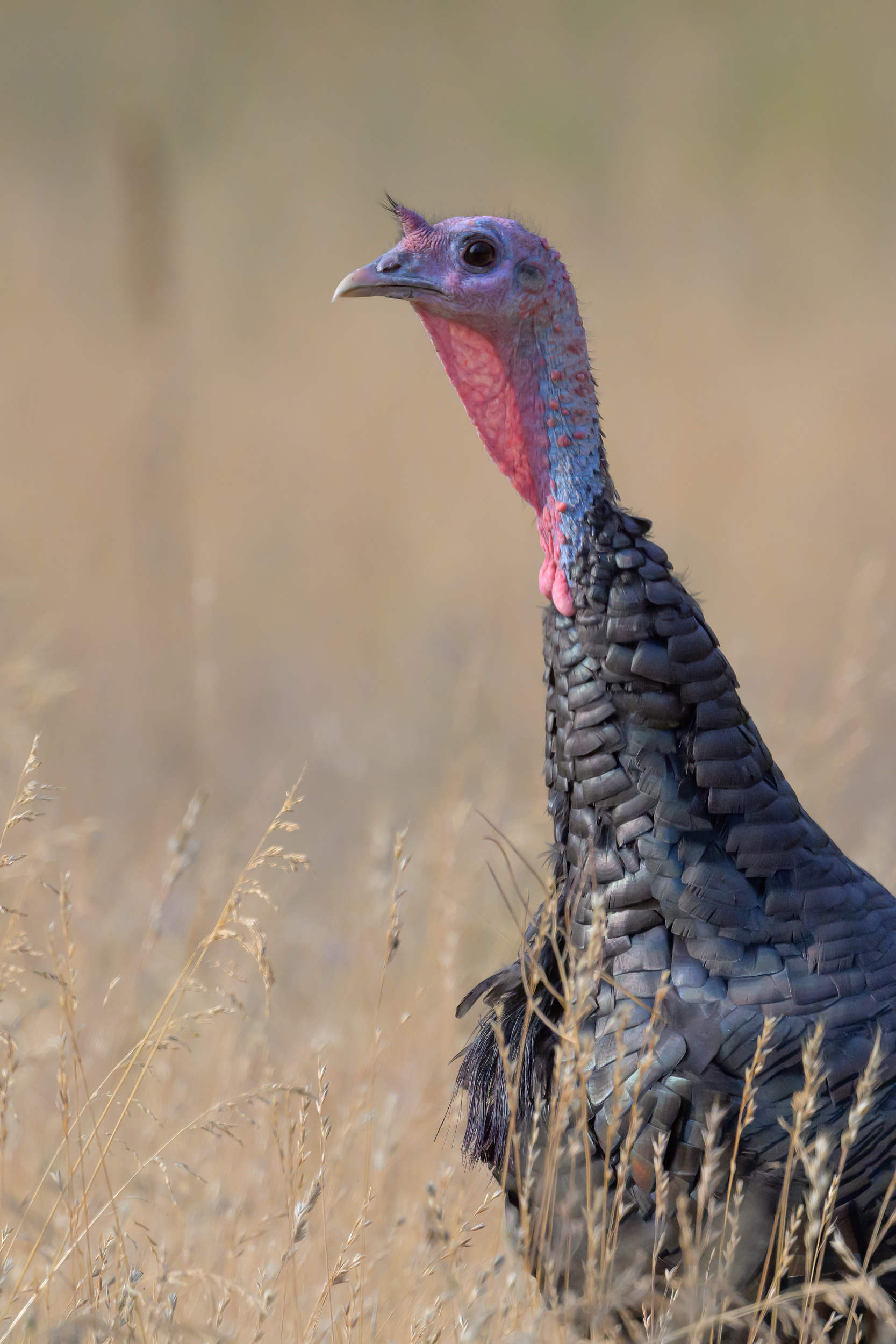 A young Jake (Male) Merriam's Wild Turkey (Meleagris gallopavo 'merriami') stops to look for predators on a ranch in Republic, Washington.
