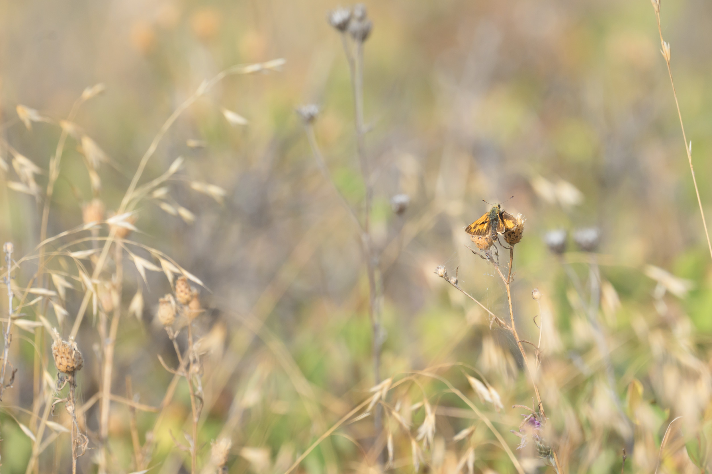 A Woodland Skipper (Ochlodes sylvanoides) stops to land on a Spotted Knapweed (Centaurea stoebe)flower head in Republic, Washington. 