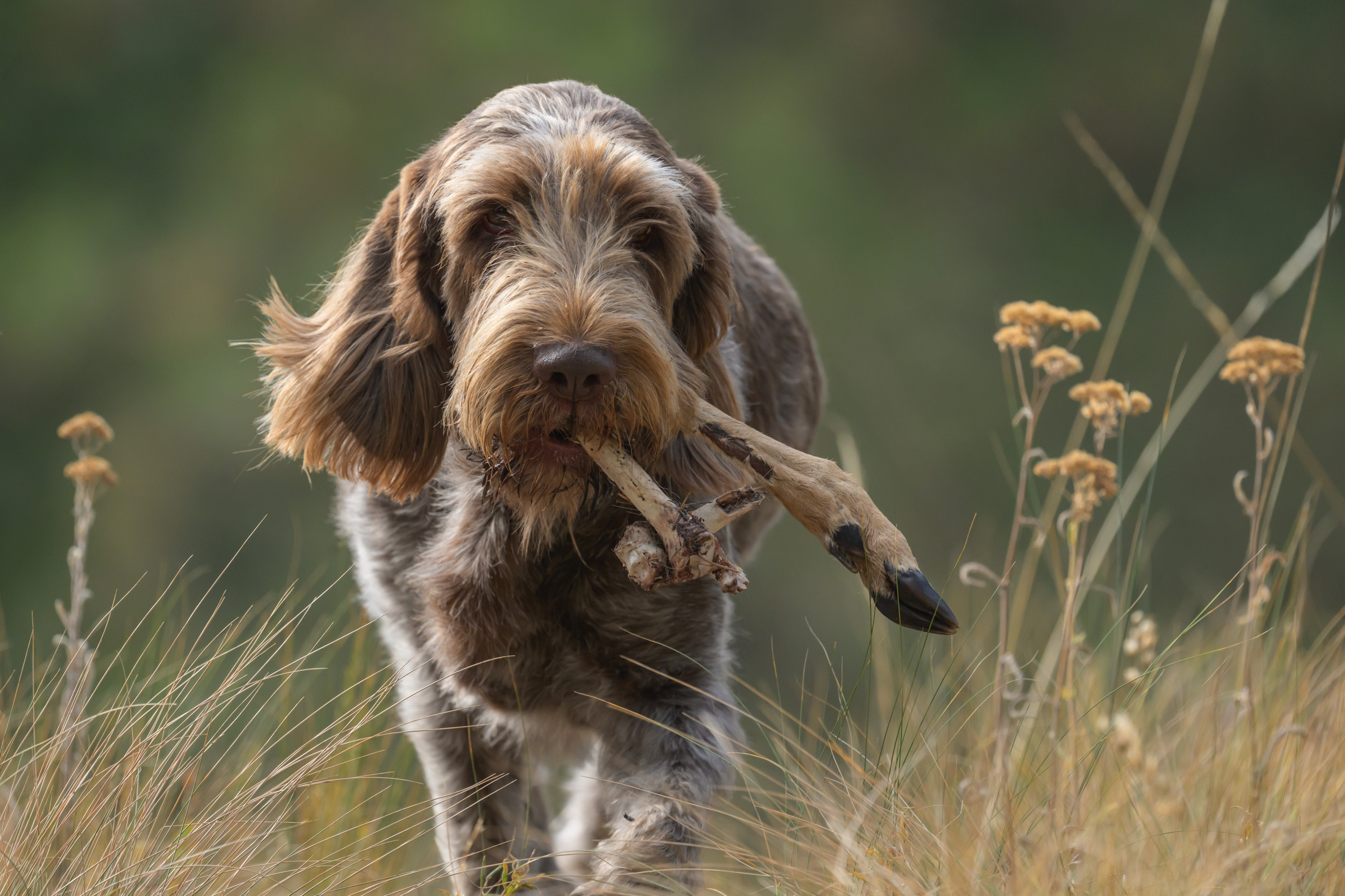 An Italian Spinone and other hunting dogs are experts at finding animals trying to hide from predators. Wild Turkeys and other ground birds are no match for their keen sense of smell. 